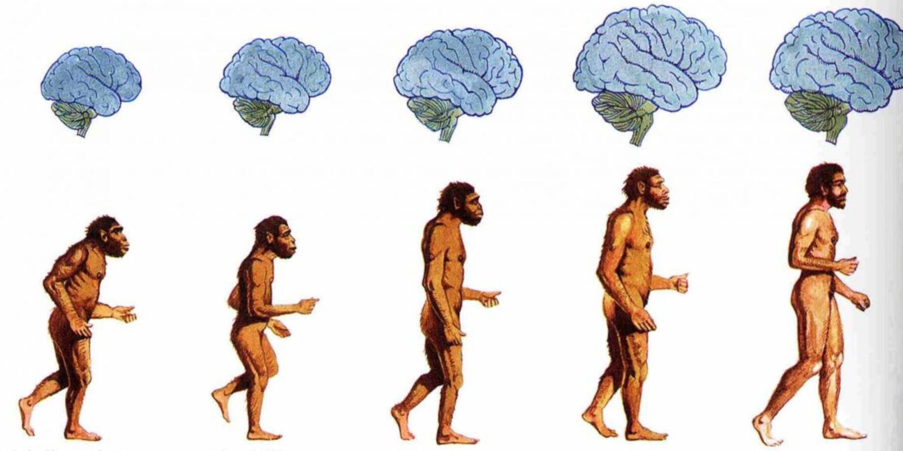 Вчені з’ясували, коли насправді виникло прямоходіння