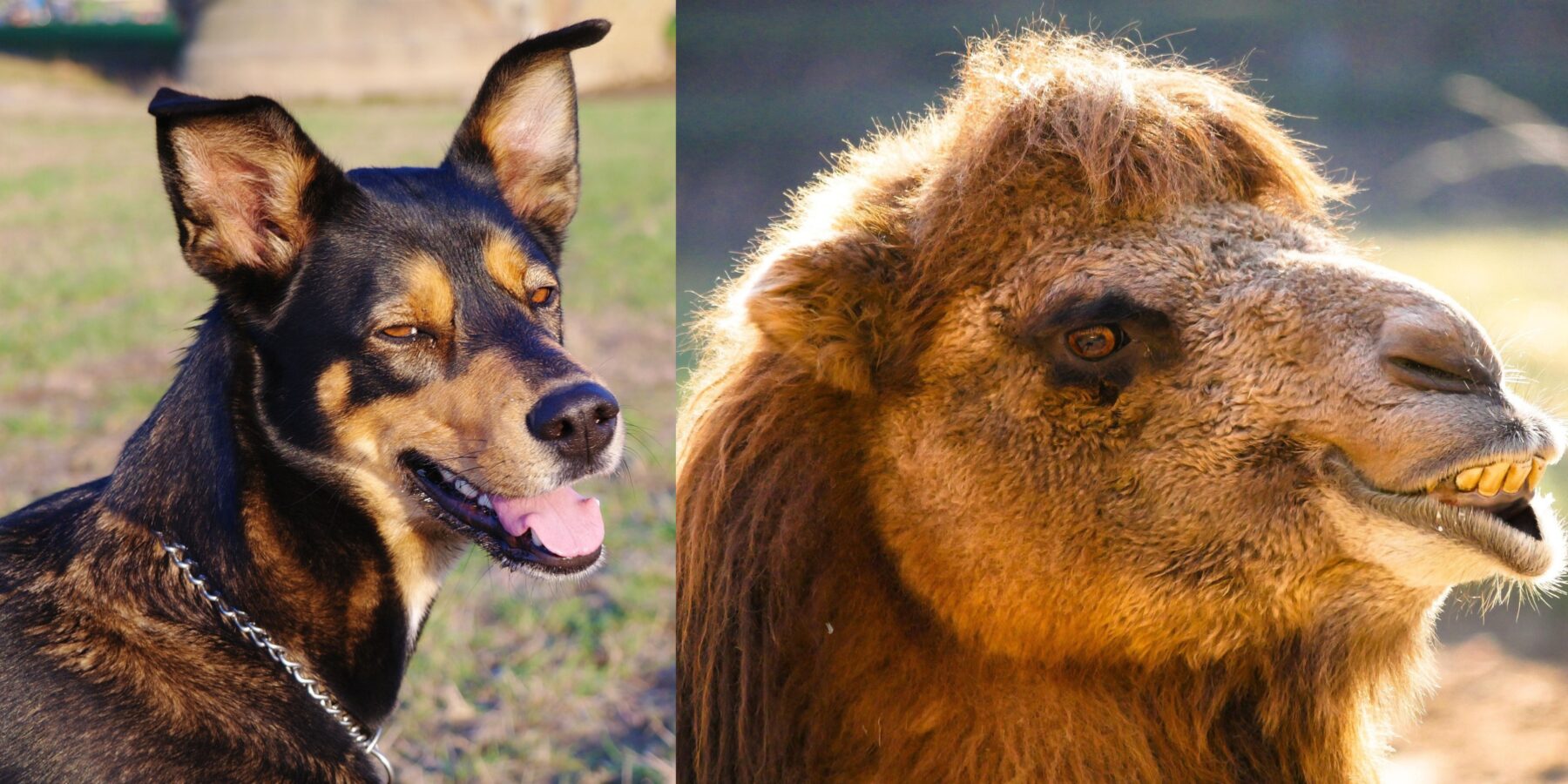 Вчені навчилися вимірювати рівень радості у тварин