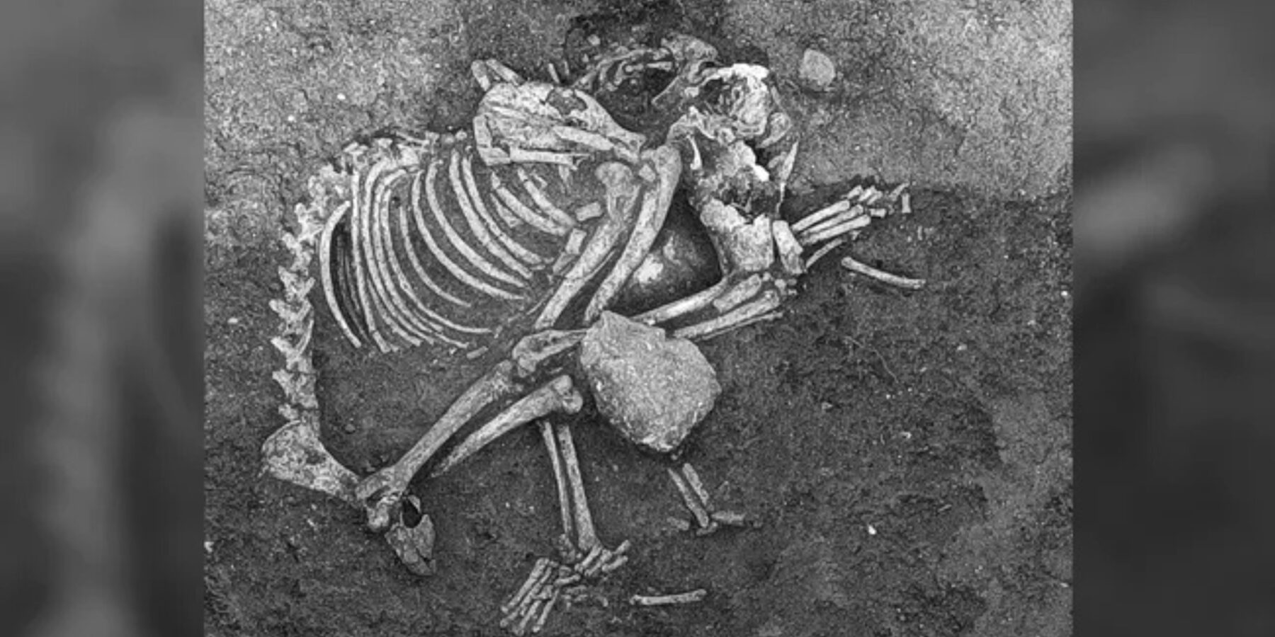 У Болгарії знайшли 2500-річні докази бенкетів із собачим м’ясом