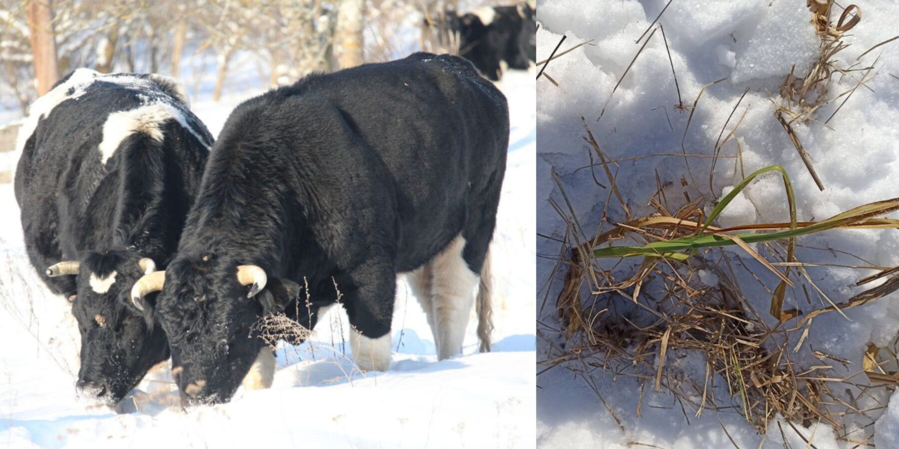 Здичавілі корови Чорнобильського заповідника: як стадо виживає серед снігів і вовків