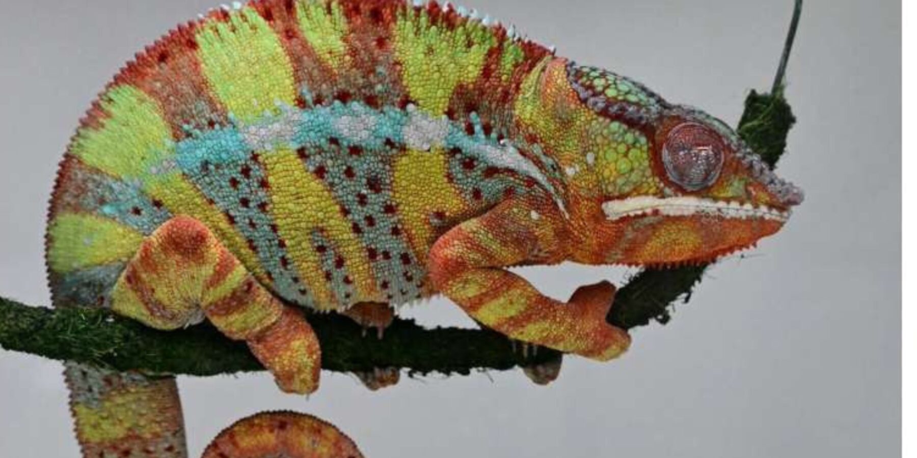 Вчені виявили давній ритм мозку, що вплинув на еволюцію