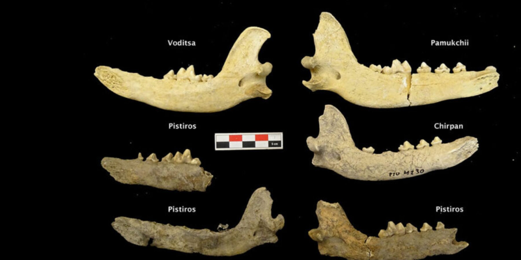 У Болгарії знайшли 2500-річні рештки собак із фракійських поселень