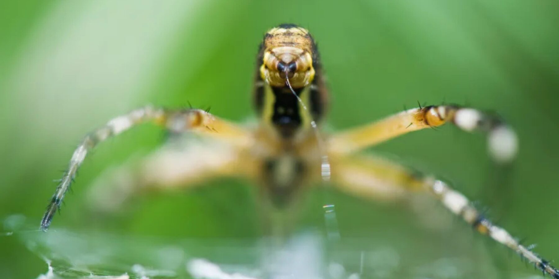 Вчені визначили еволюційну помилку віком 400 млн років, яка навчила павуків плести павутину