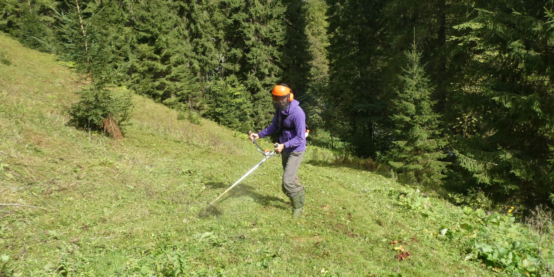 Їдальня для ведмедів та дім для оленів: у Карпатах відновлюють високогірні луки