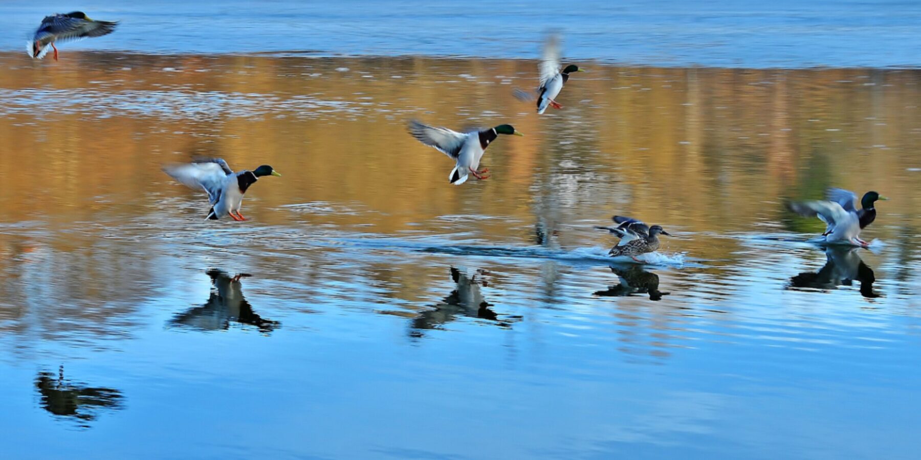 Сезонні спостереження за перелітними птахами в Яворівському парку