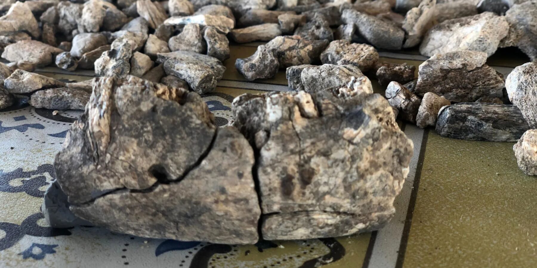 В Ефіопії знайшли щелепу віком 2,6 млн років, яка змінює уявлення про еволюцію