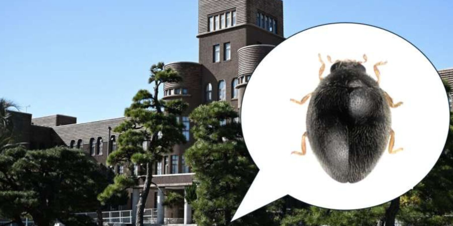 В Японії виявили новий вид жука-сонечка