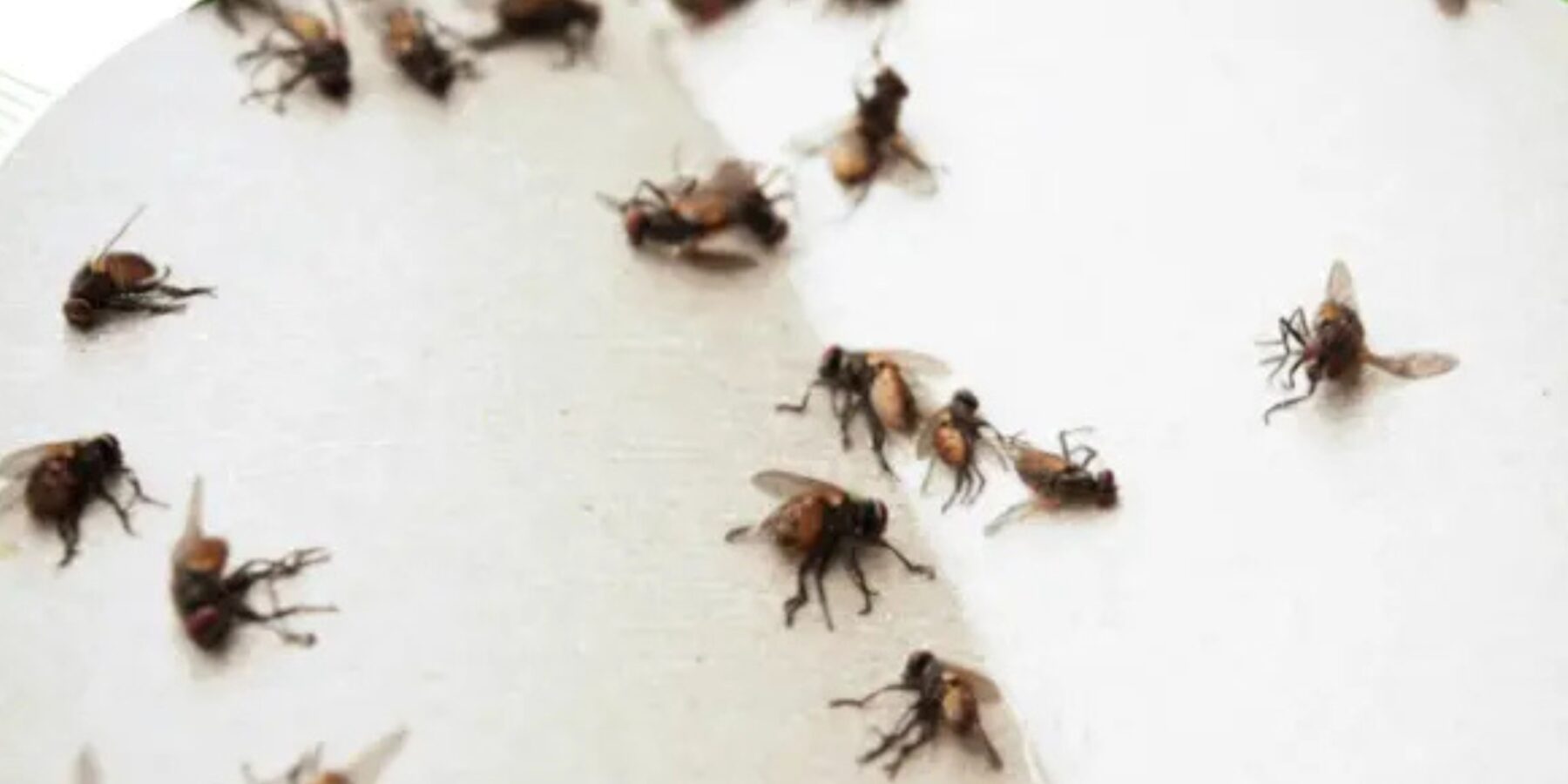 Біологи виявили приховані ризики, пов’язані з присутністю мух у домівках