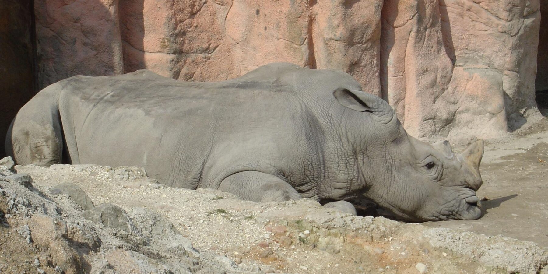 В Індії знайшли 4000-річні кістки носорога