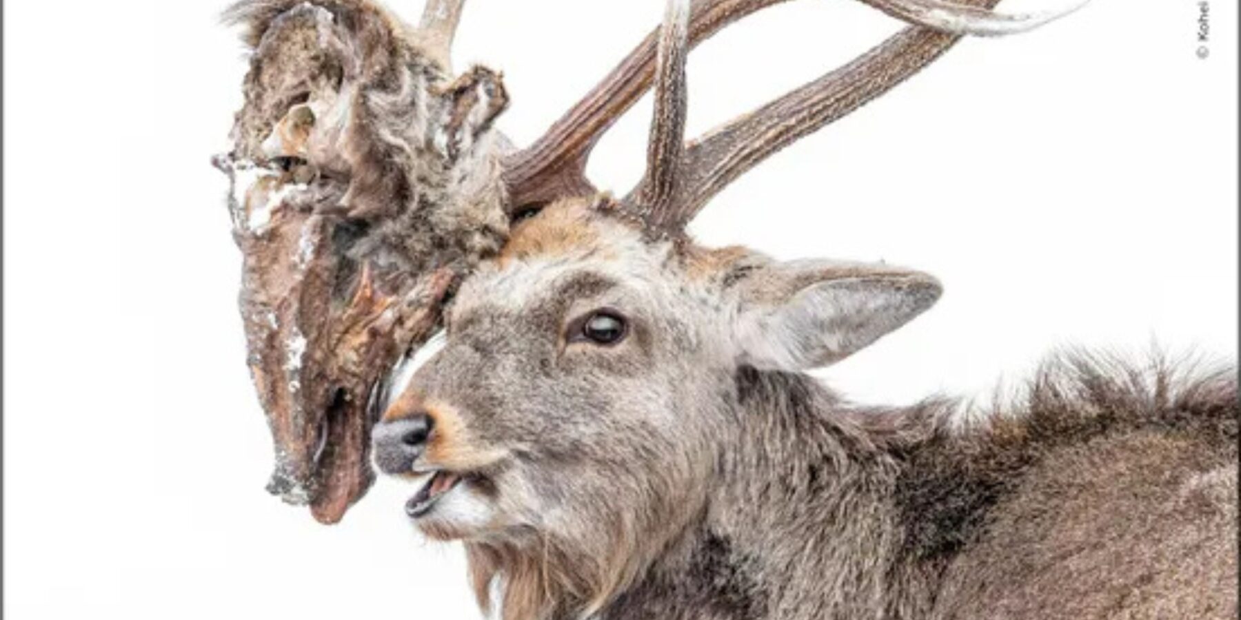 У Великобританії стартувало голосування за найкращі фото дикої природи у світі