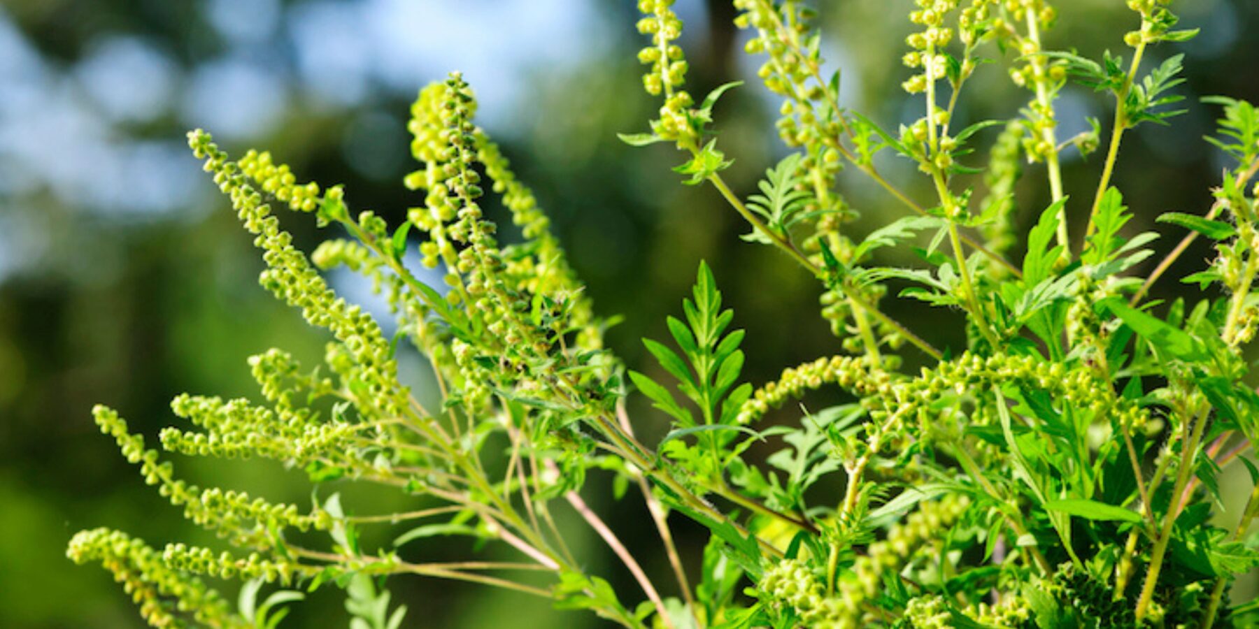 Вчені з’ясували, чим насправді небезпечна амброзія