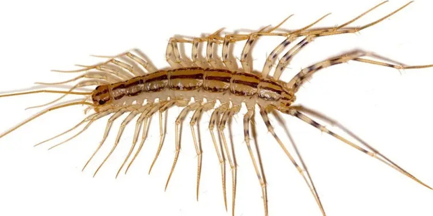 Українські науковці попереджають: сколопендри стають частими «гостями» у домівках