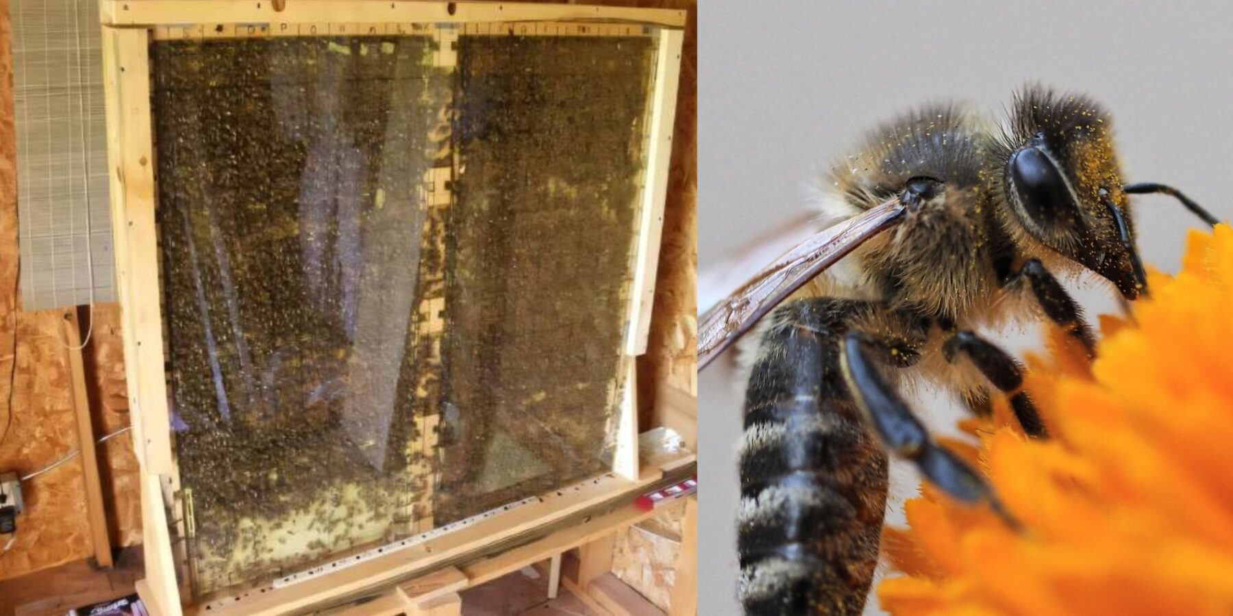 Вчені виявили “танцювальні майданчики” у бджіл