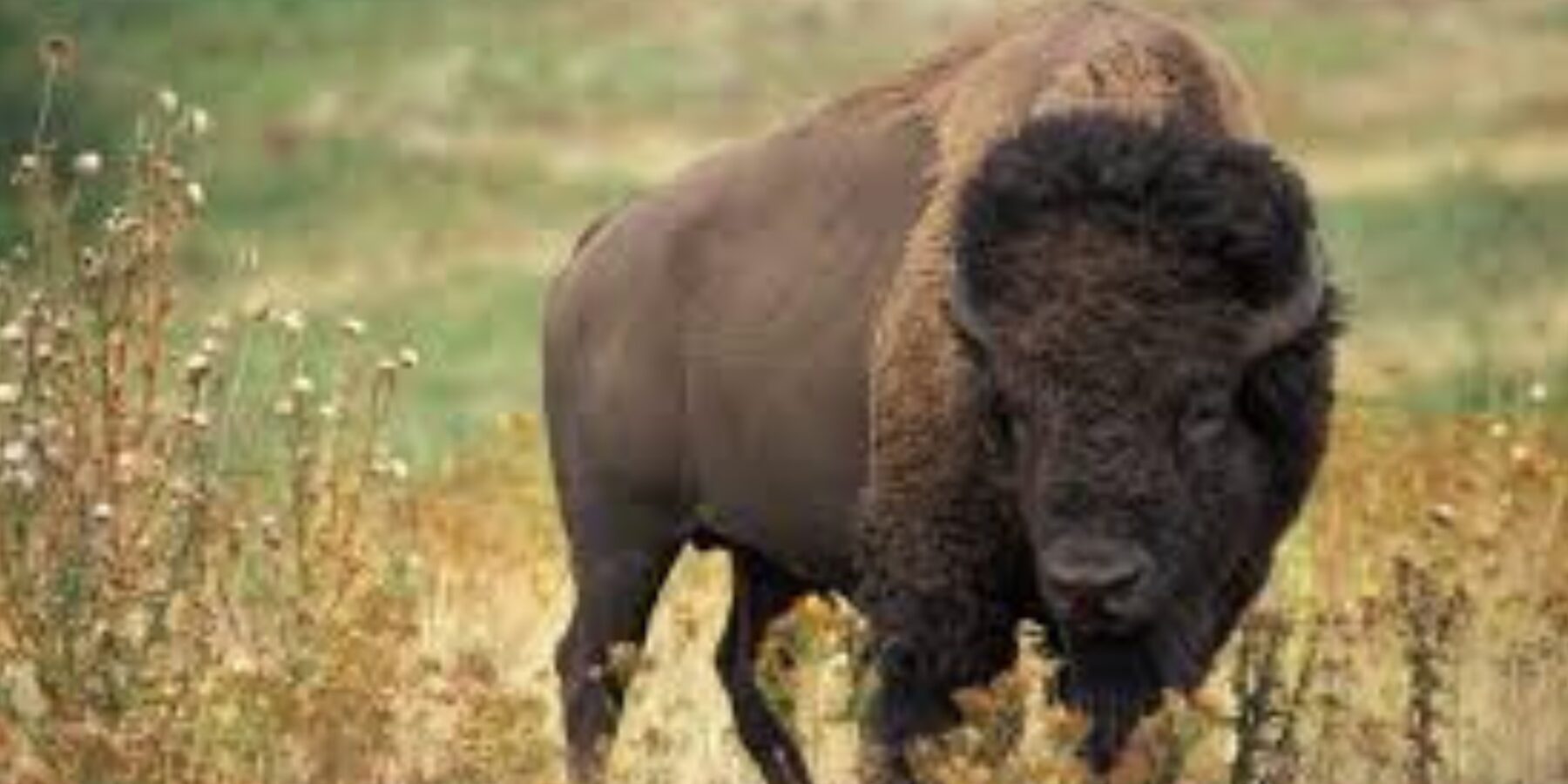 Вчені розкрили таємницю покинутого бізонового табору 1100 років тому