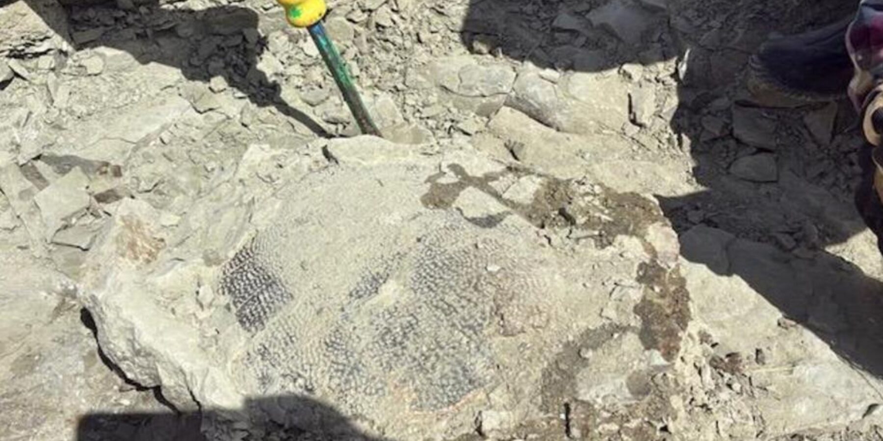 У США знайшли скам’янілість черепахи віком 48 мільйонів років