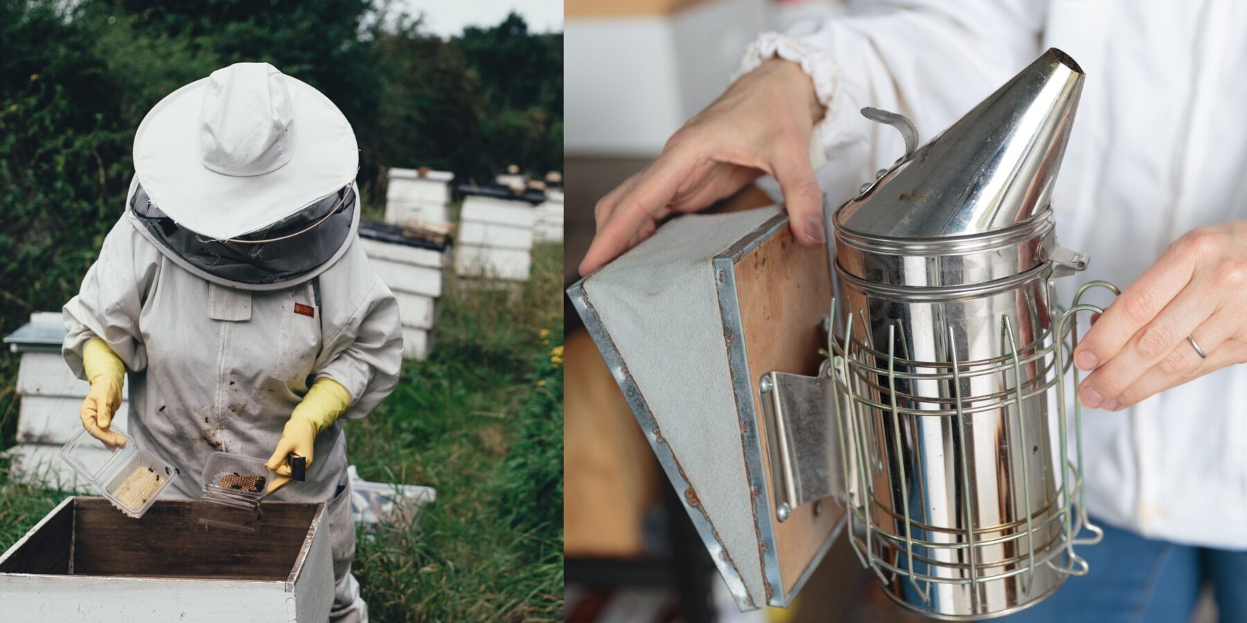 Фахівці-бджолярки: жінки в Україні змінюють майбутнє пасічництва