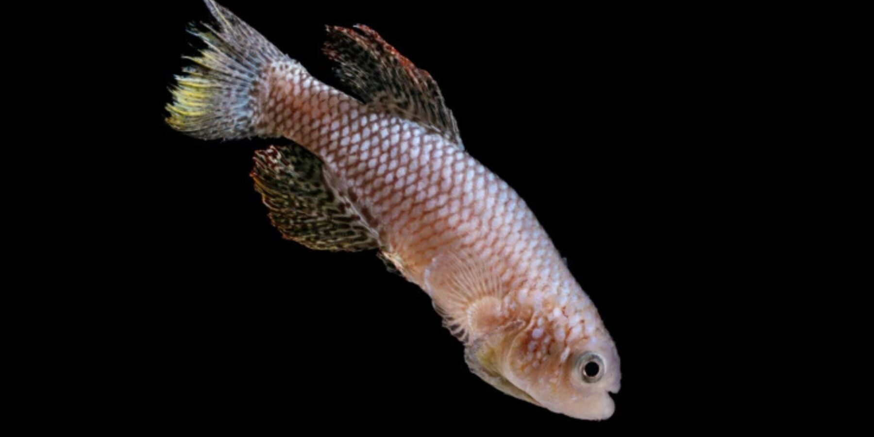 Вчені відкрили «поведінковий годинник» довголіття у риб