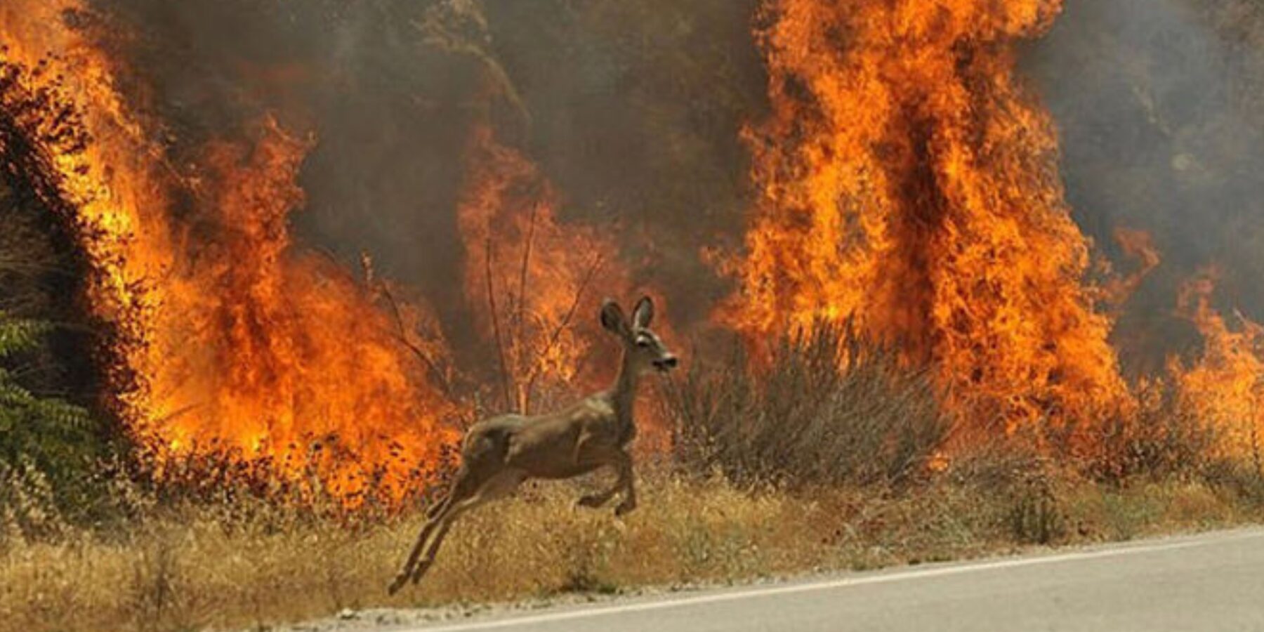Фахівці закликають: не паліть суху траву – це шкодить природі та здоров’ю
