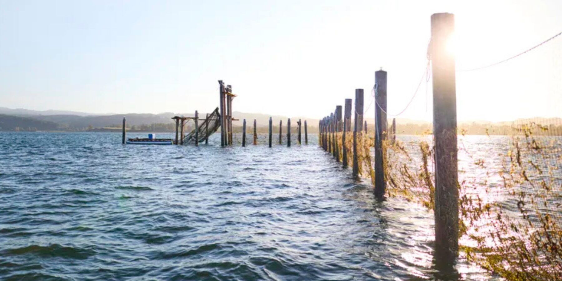 Повернення риболовних пасток на річці Колумбія: шанс для збереження лосося?