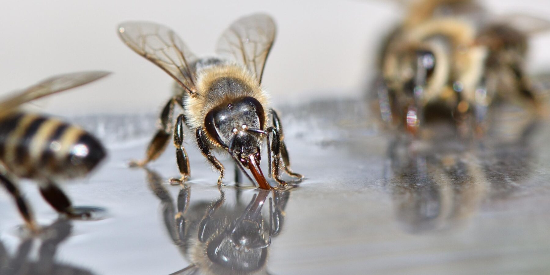 Бджоли навчилися «плавати»: нове відкриття вчених