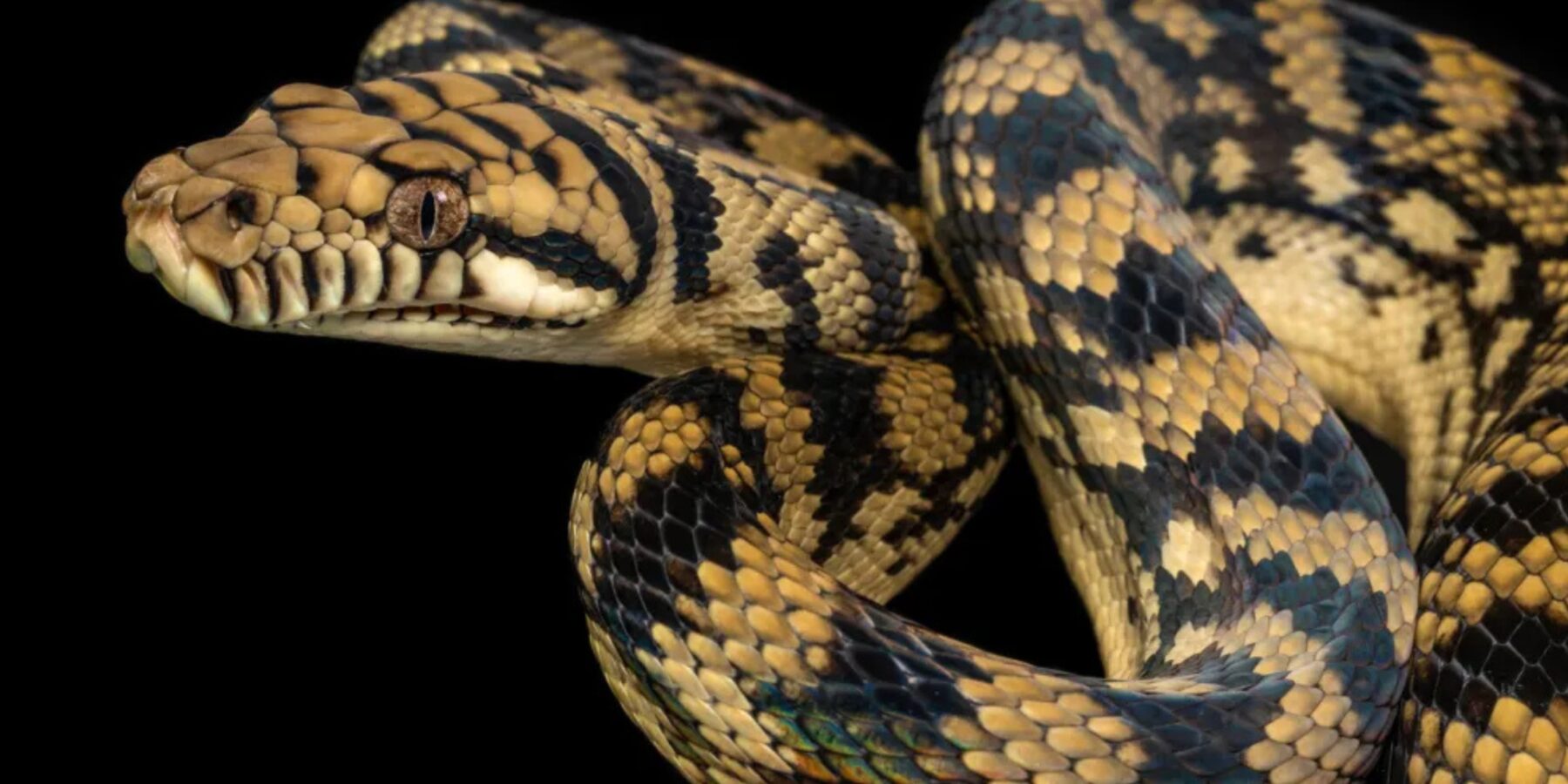 Вчені розкрили секрет: як змії кидають виклик гравітації