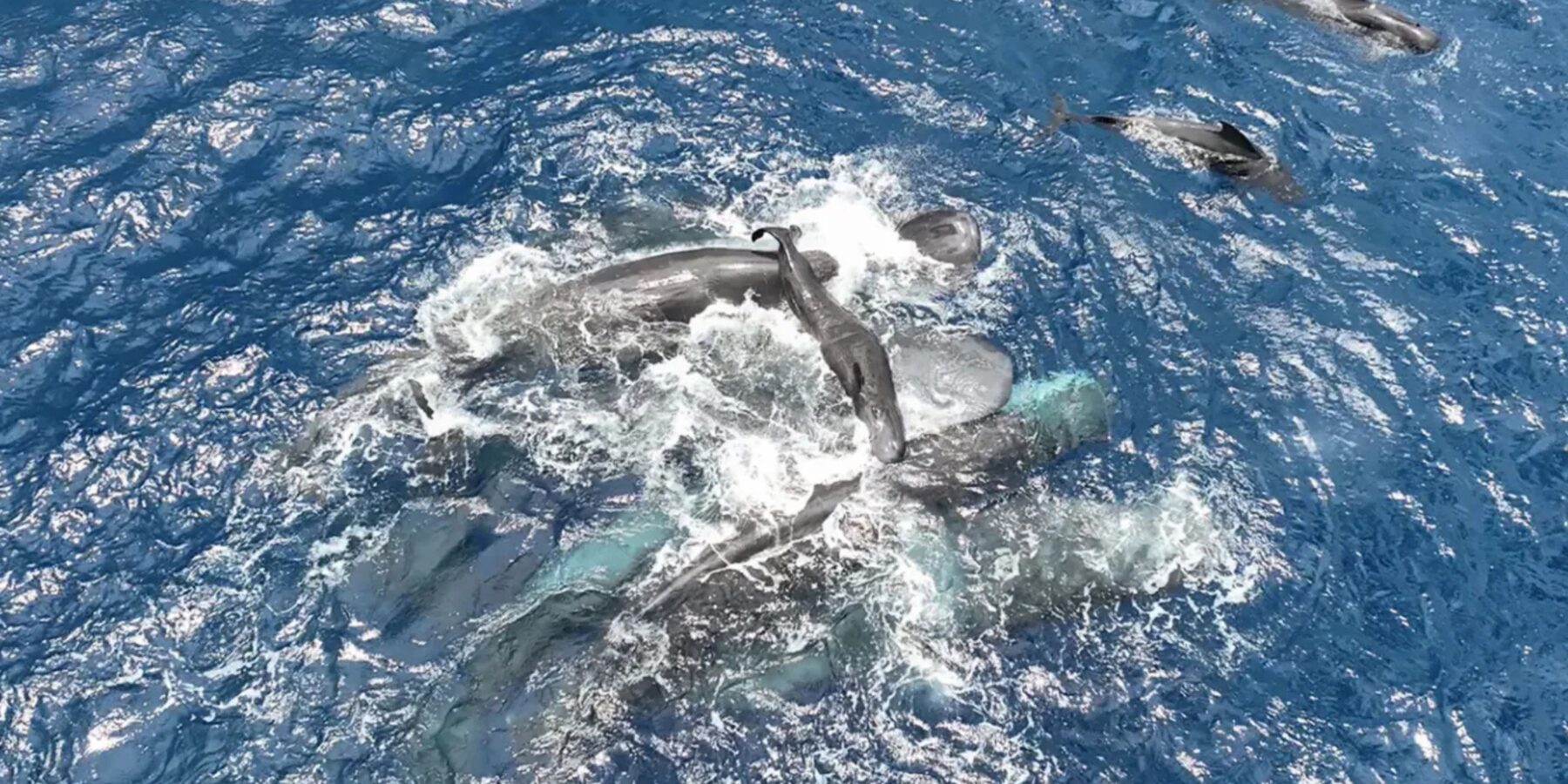 Науковці вперше зафіксували на відео народження кашалота