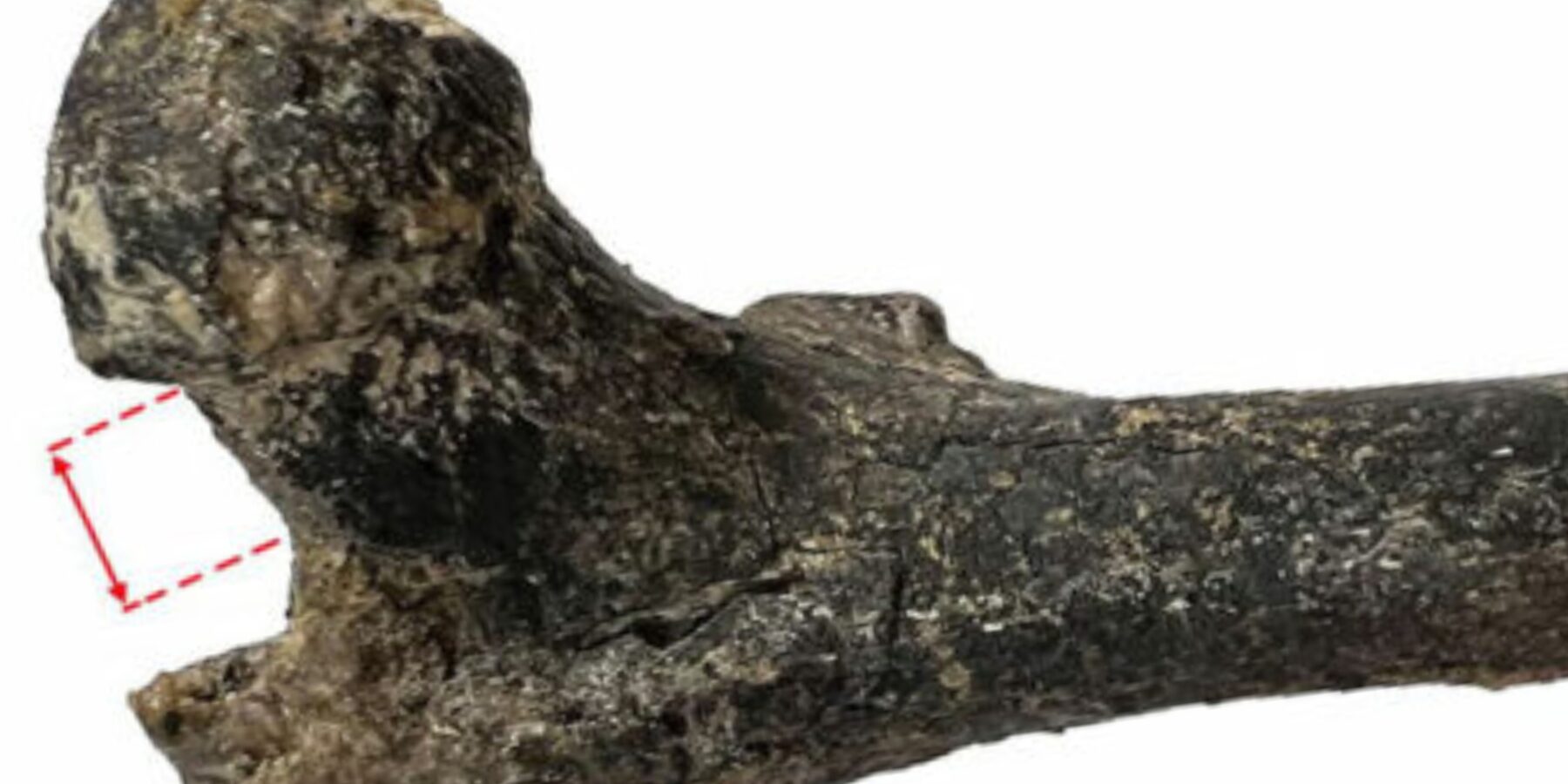 Вчені знайшли фрагмент кістки найдавнішого можливого предка людини