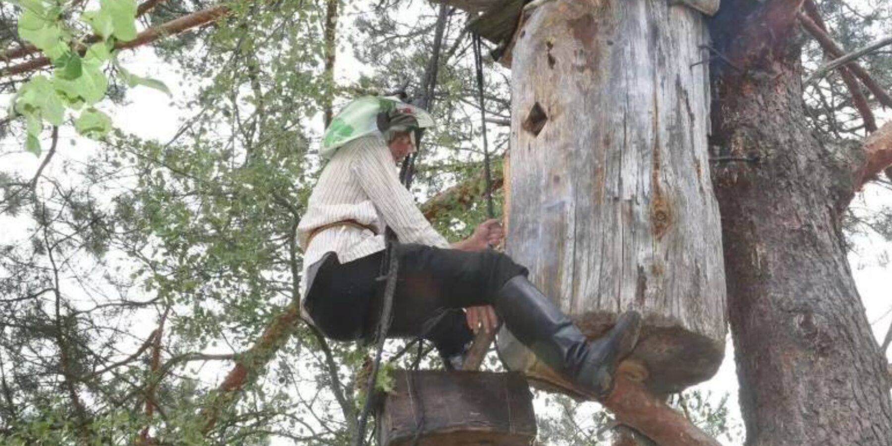 Фахівці відроджують бортництво на Поліссі: давня традиція стає культурною спадщиною