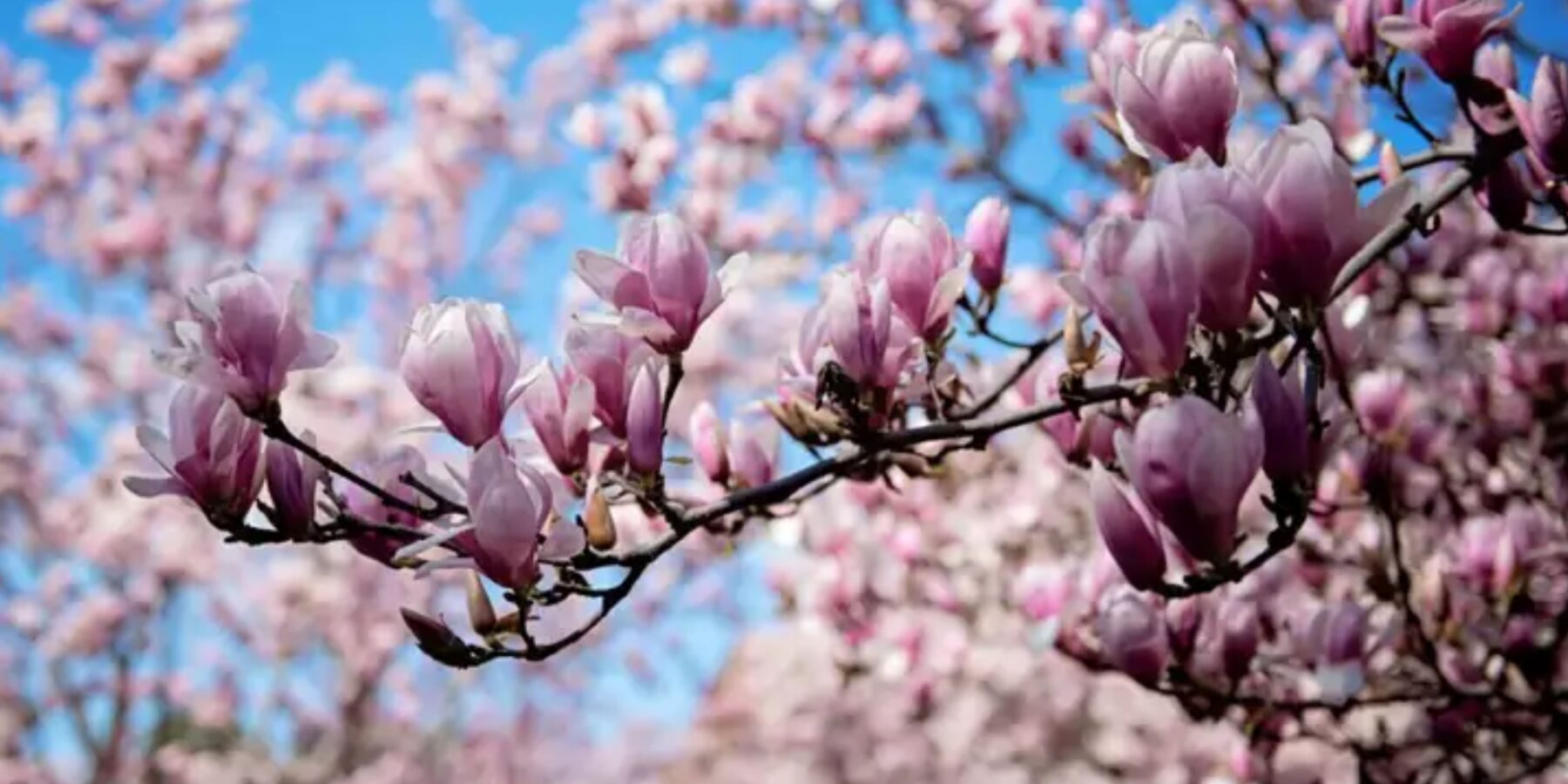 Як квіти змінили світ: нова книга біолога Девіда Джорджа Гаскелла