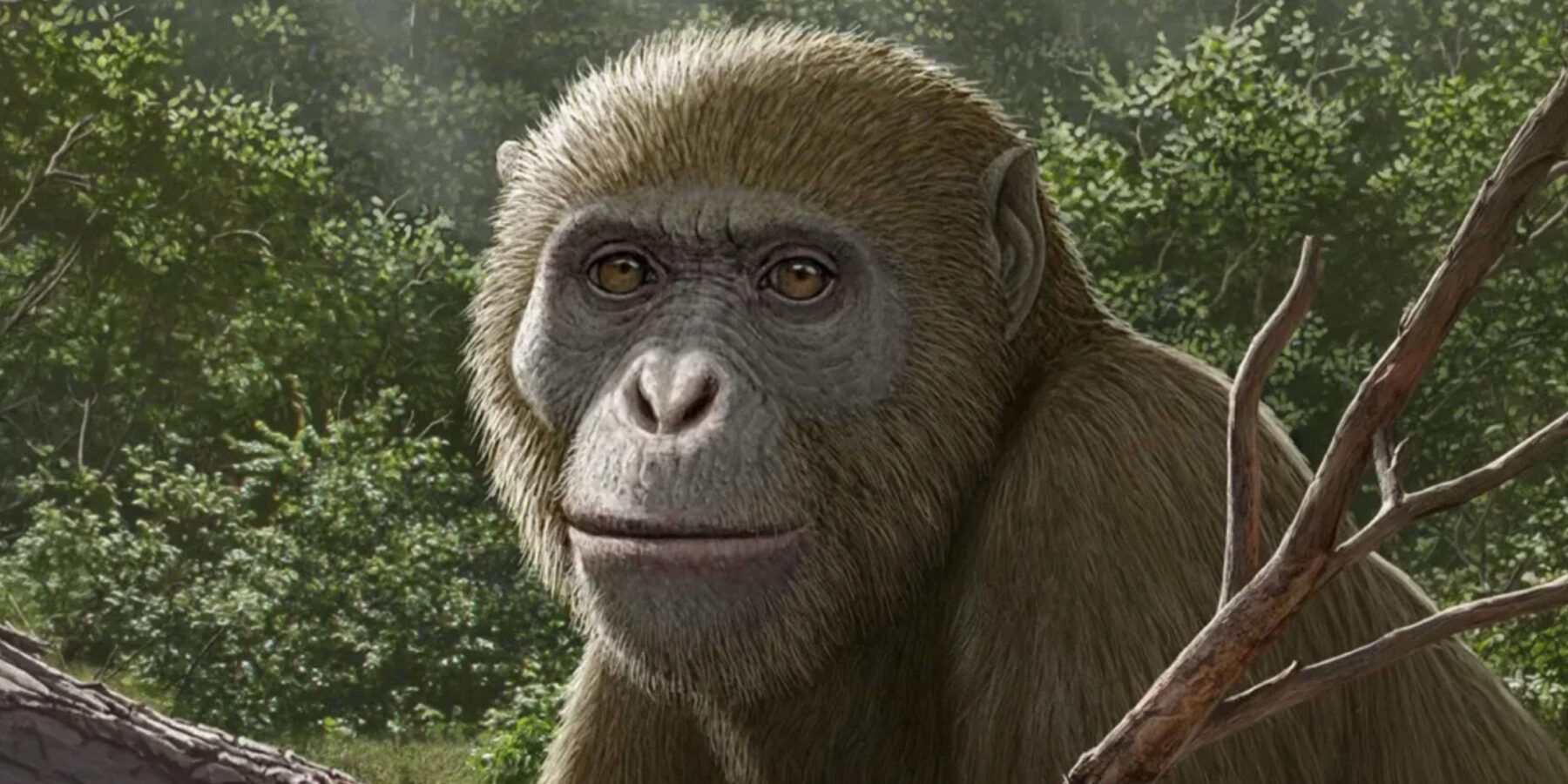 Науковці відкрили нову сторінку в історії еволюції мавп