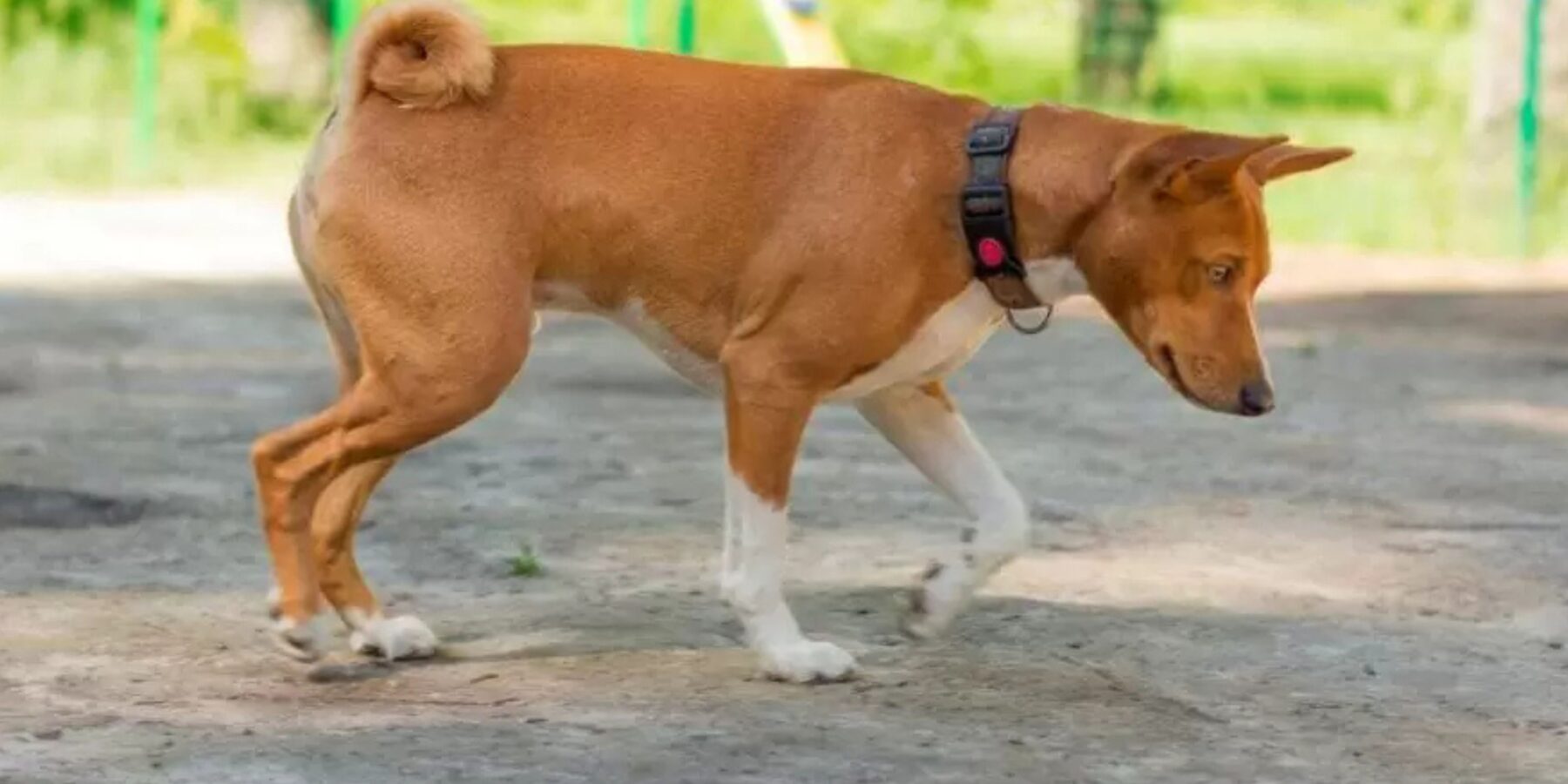 Кінологи стверджують: нюх собаки критично важливий для здоров’я та щастя