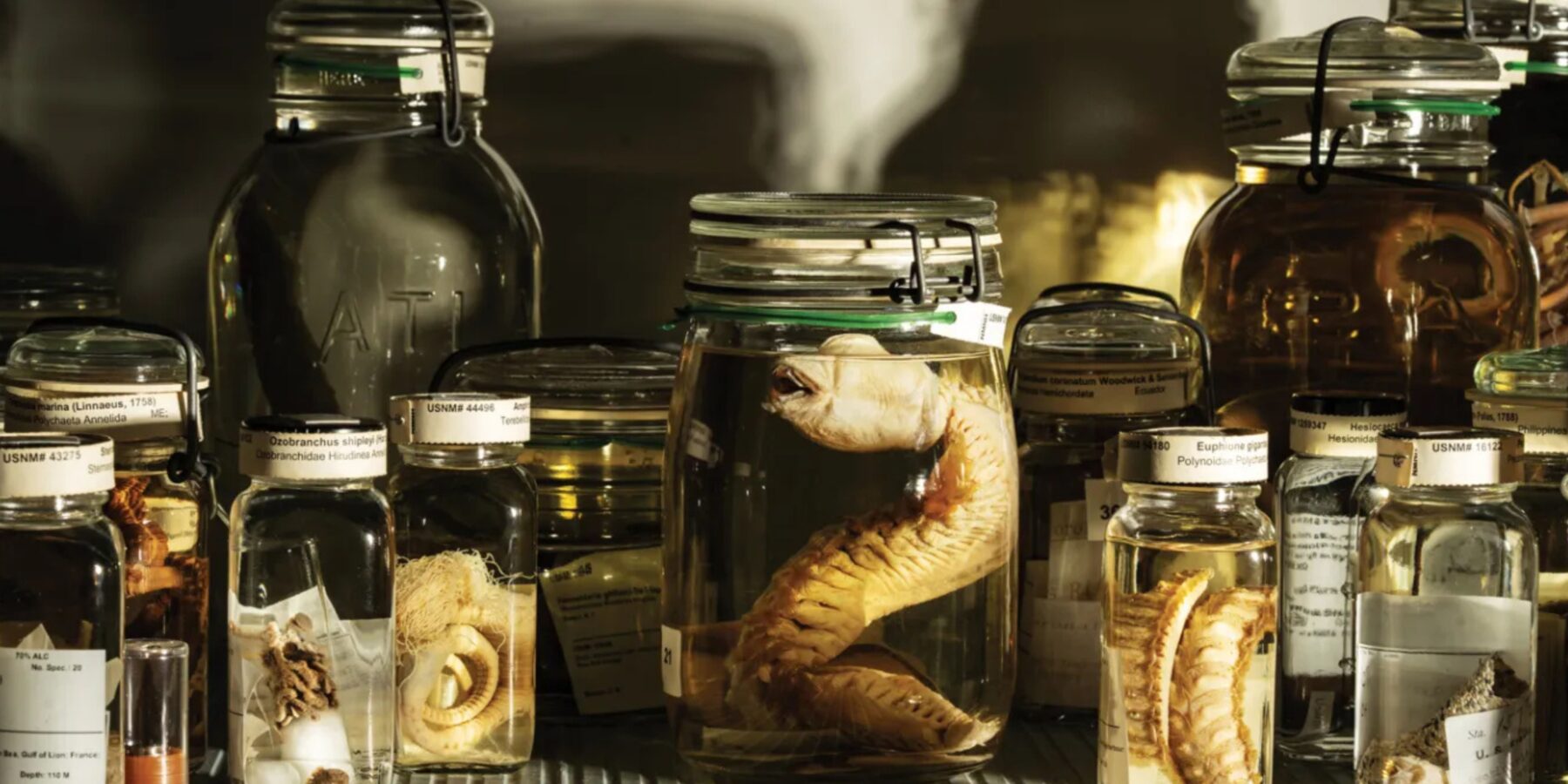 Вчені розкрили таємниці життя у сховищах Смітсонівського інституту