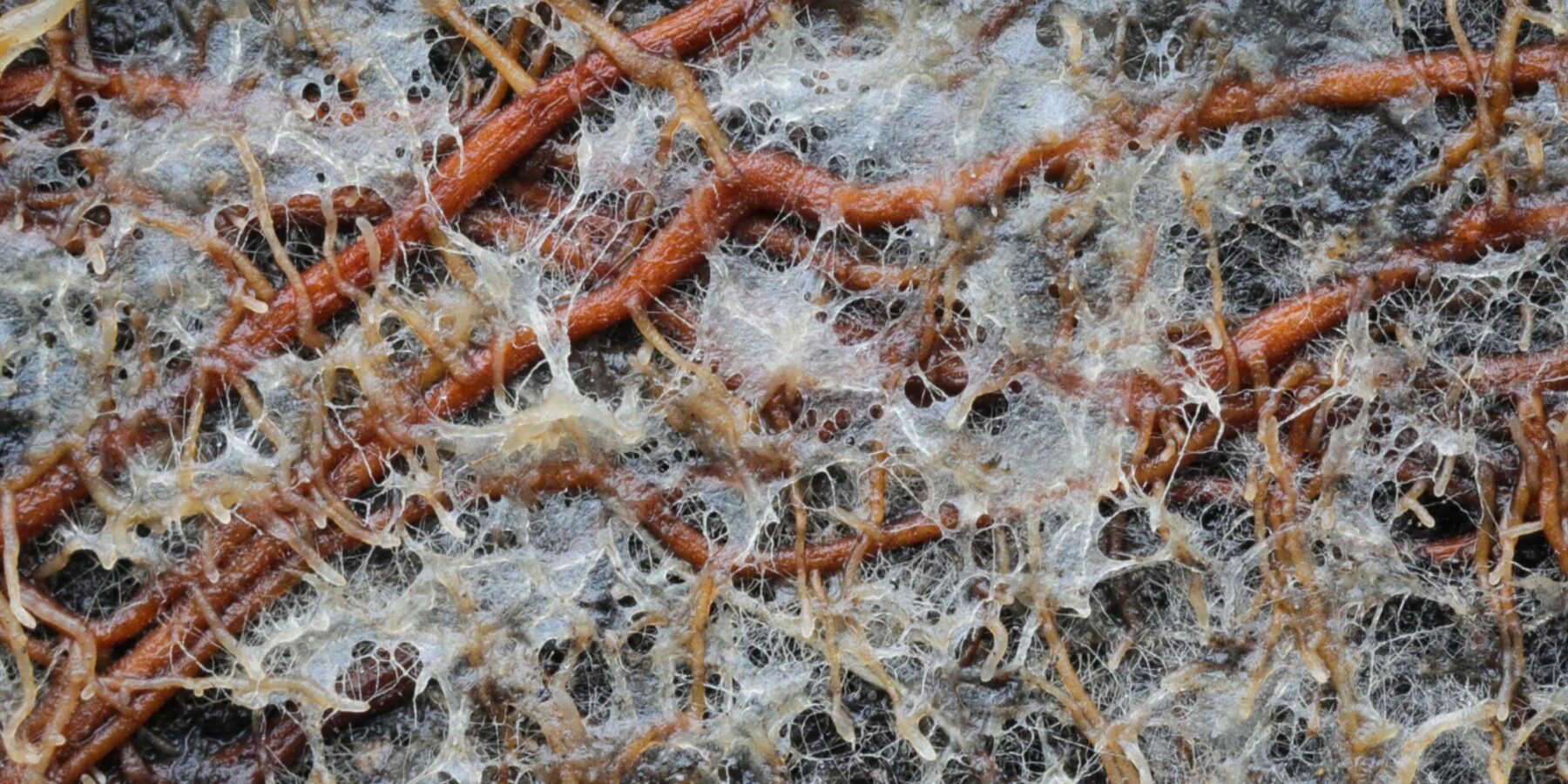 В Арктиці виявили унікальні підземні грибні мережі