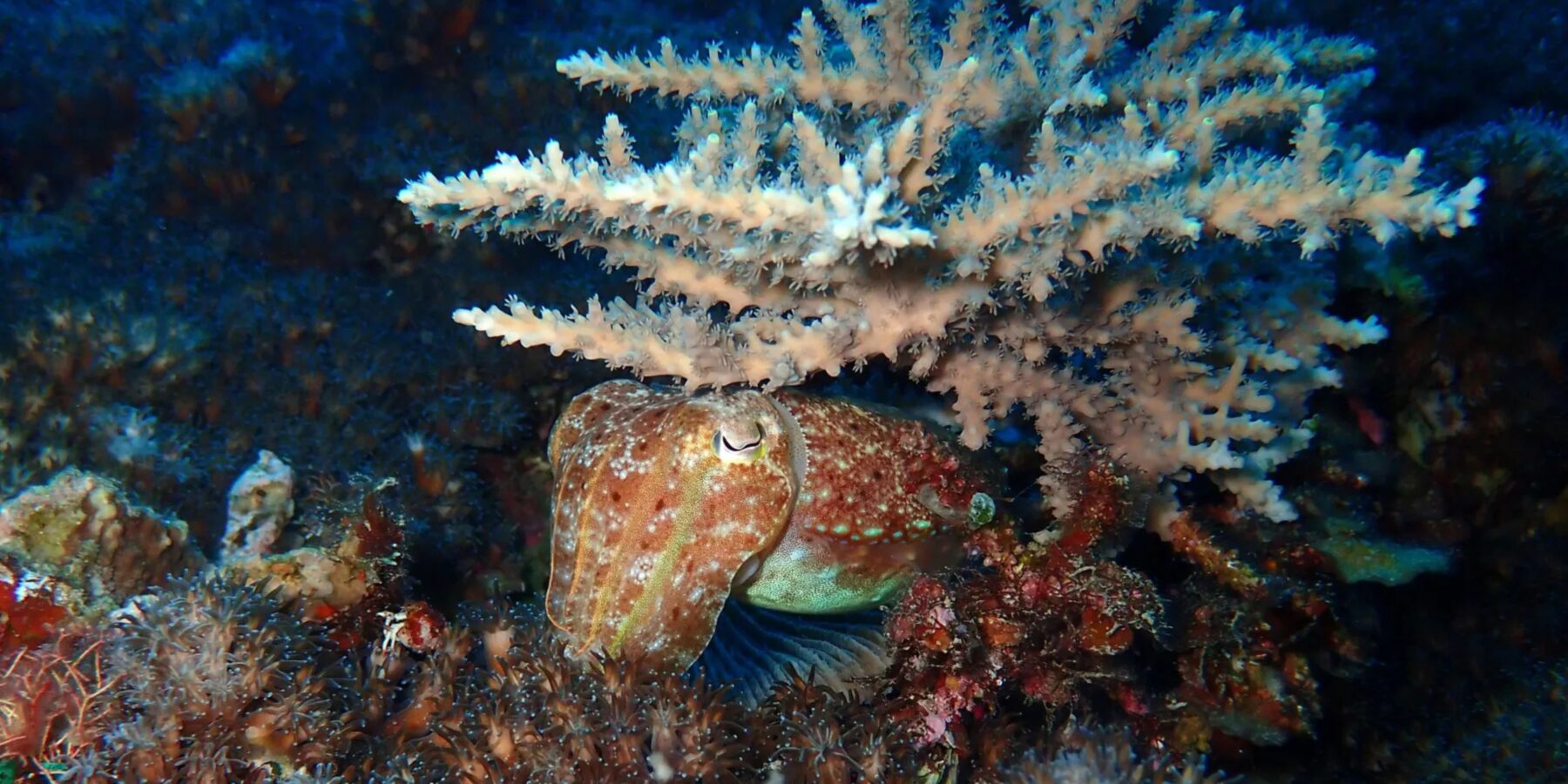 Як кальмари та каракатиці пережили найбільше вимирання на Землі