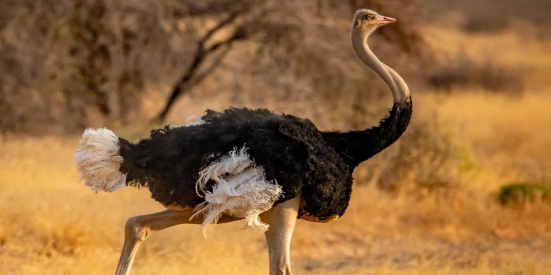 Археологи знайшли сліди обробки кісток страуса у печері Марокко