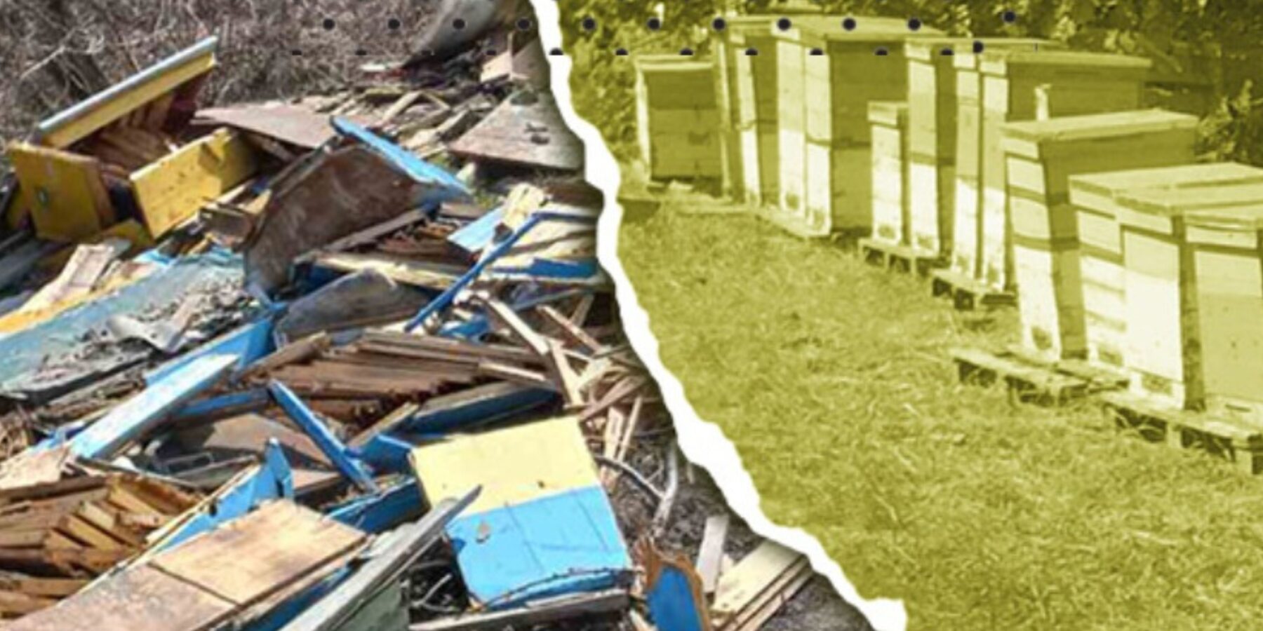 Відновлення пасік у прифронтових регіонах: як працює фонд «Допомога на бджолиних крильцях»