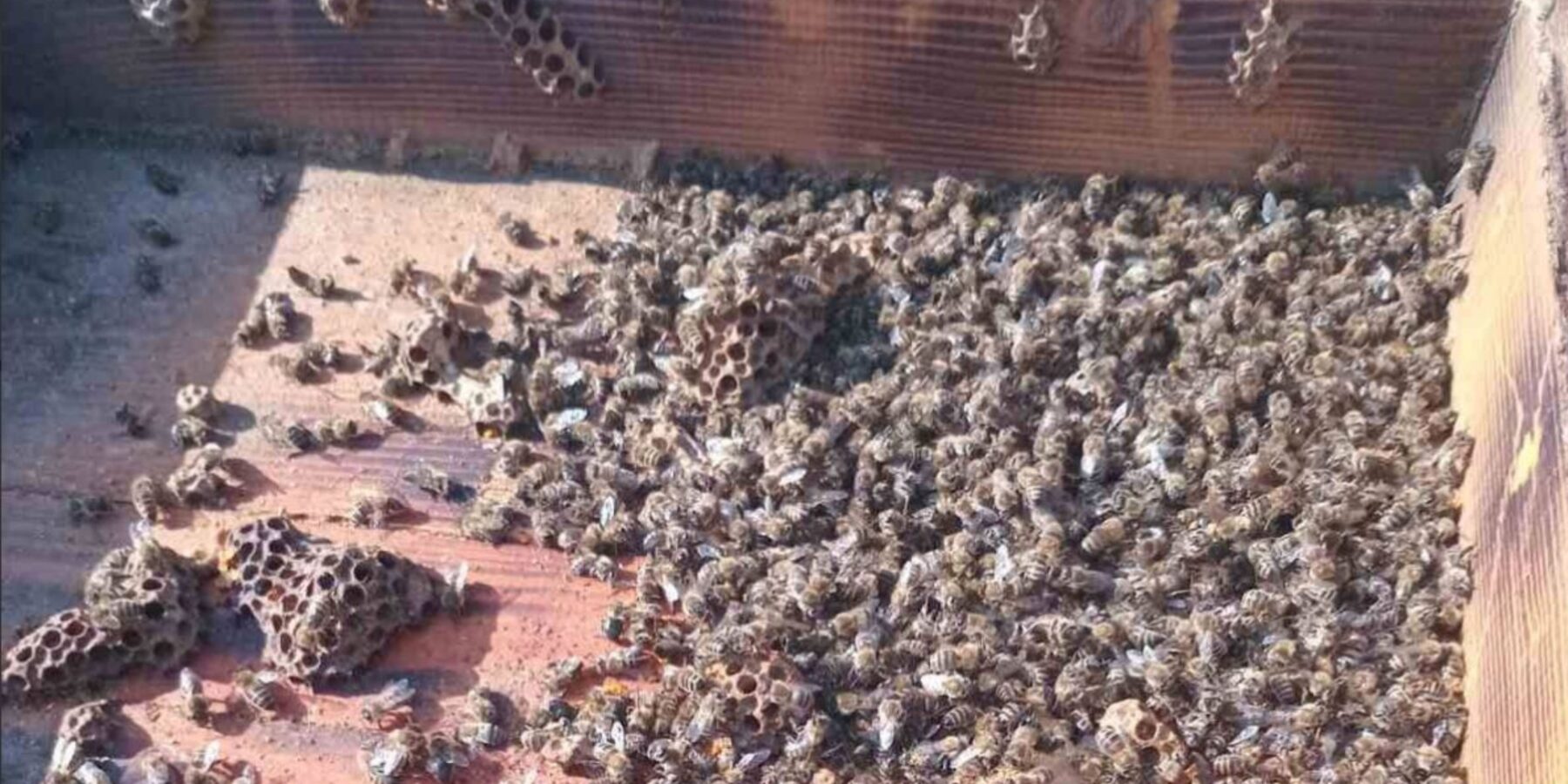 Масова загибель бджіл у Чернівецькій області: пасічники звинувачують аграріїв