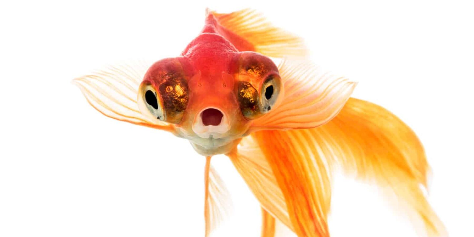 Інвазивні золоті рибки загрожують прісноводним екосистемам