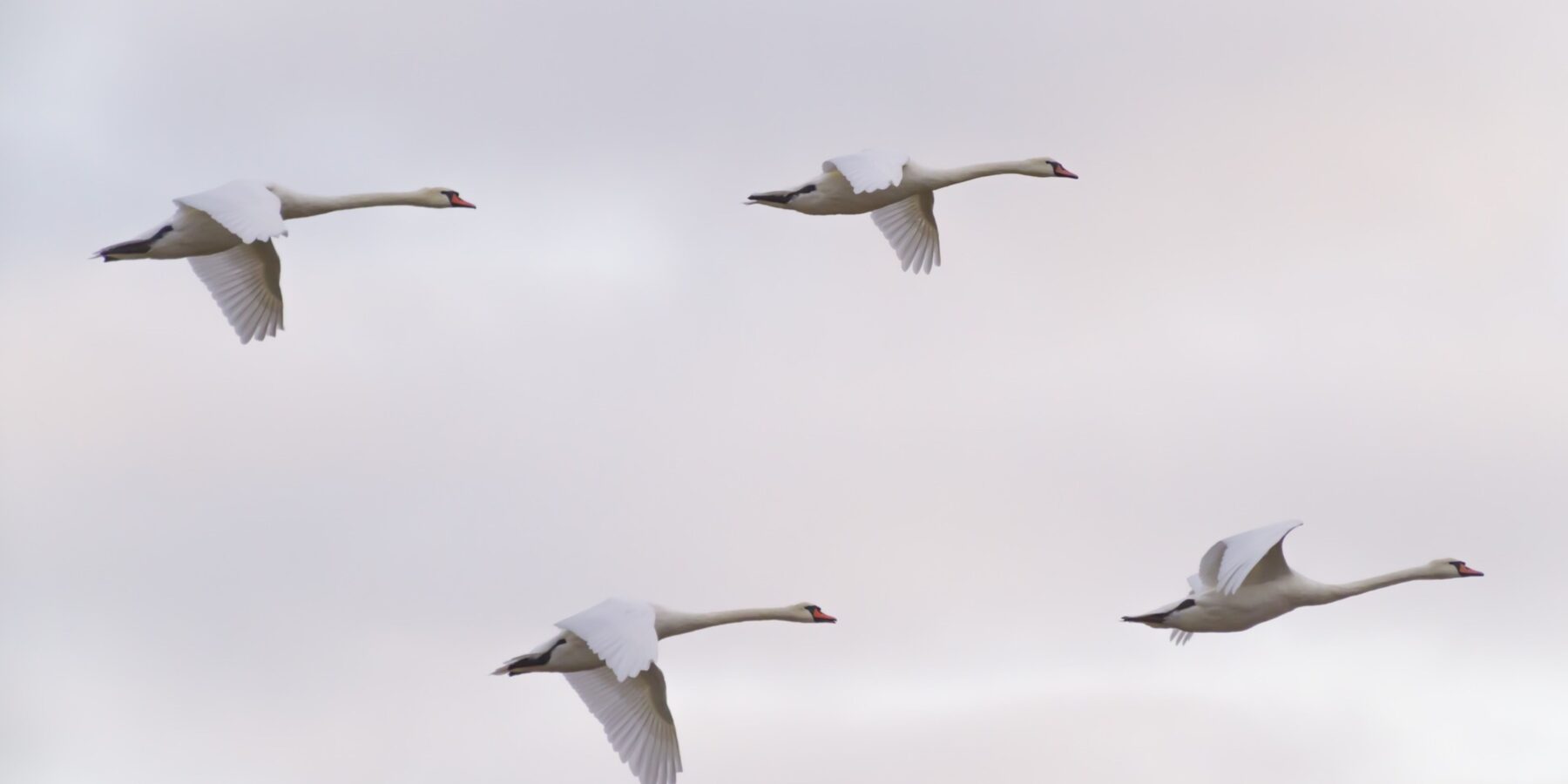 Міжнародний день птахів: символ весни та виклик для екології України