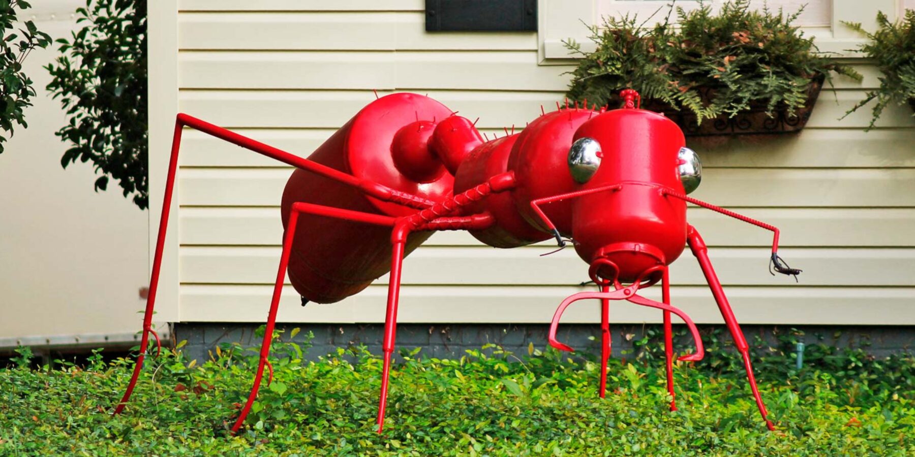 Вчені пояснюють, як захистити домогосподарство від інвазивних видів мурах