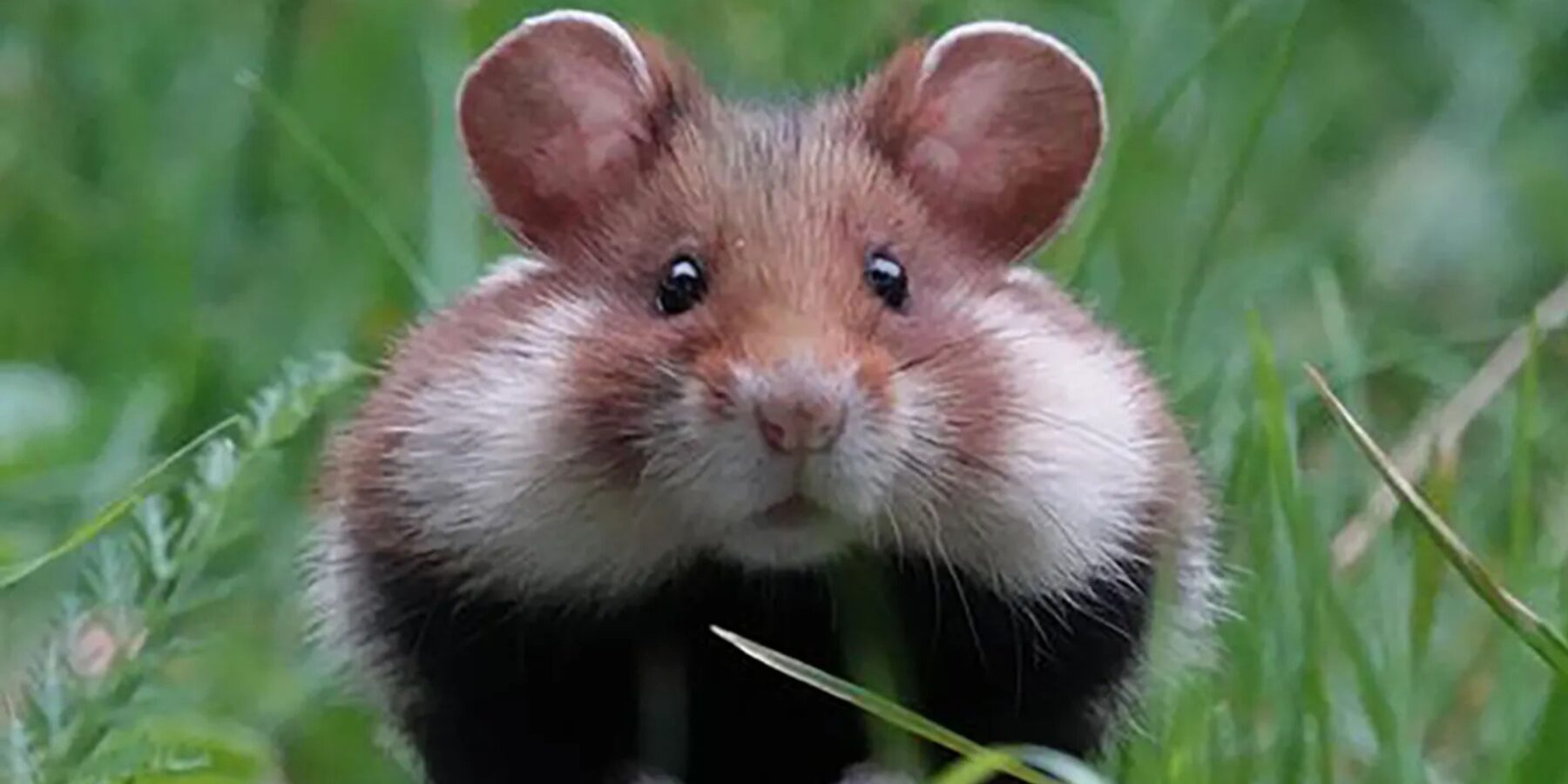 Хом’як-воїн: як дика істота руйнує наші уявлення про пухнастого улюбленця