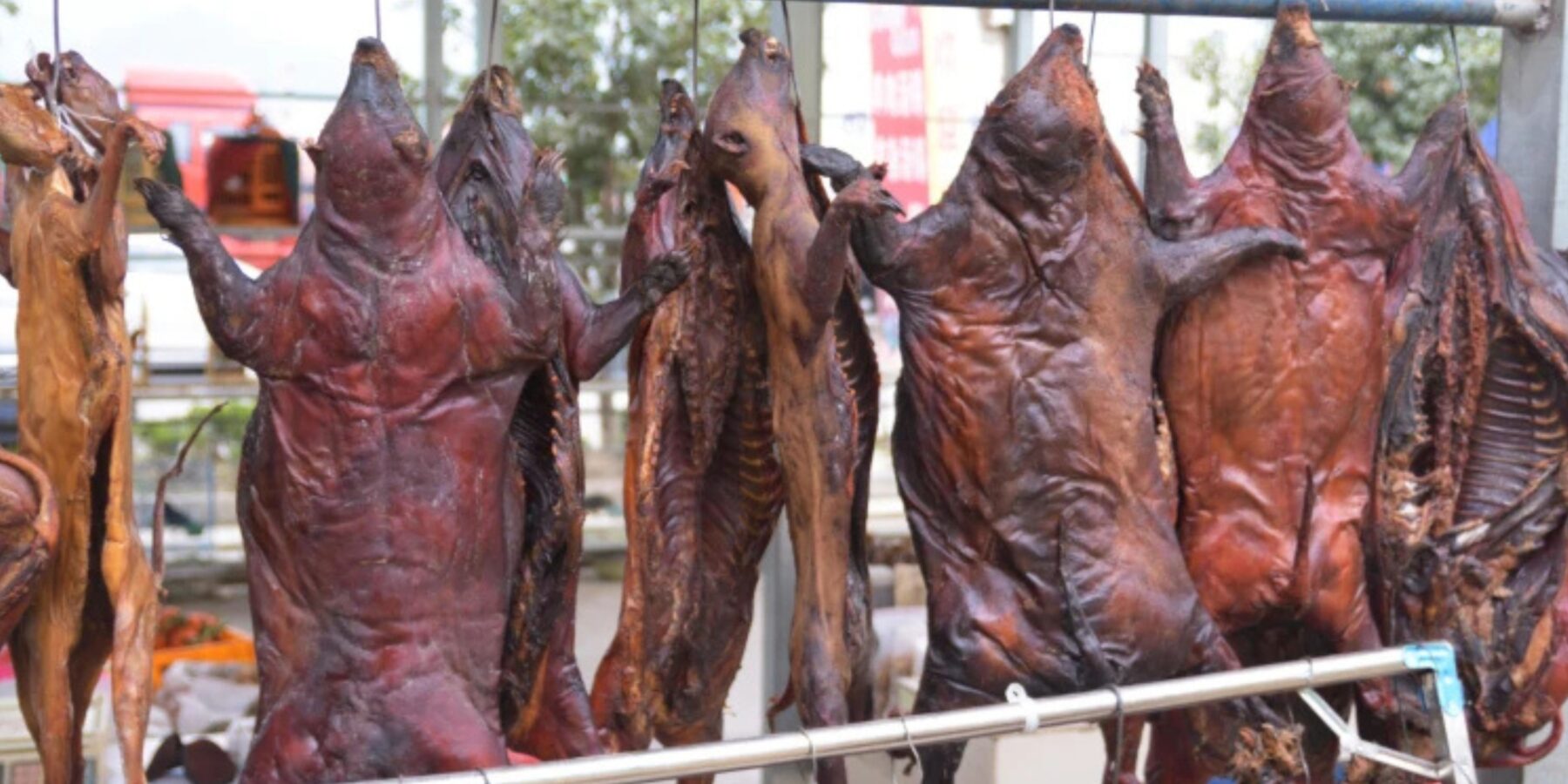 Науковці попереджають: торгівля дикими тваринами може стати джерелом нових пандемій