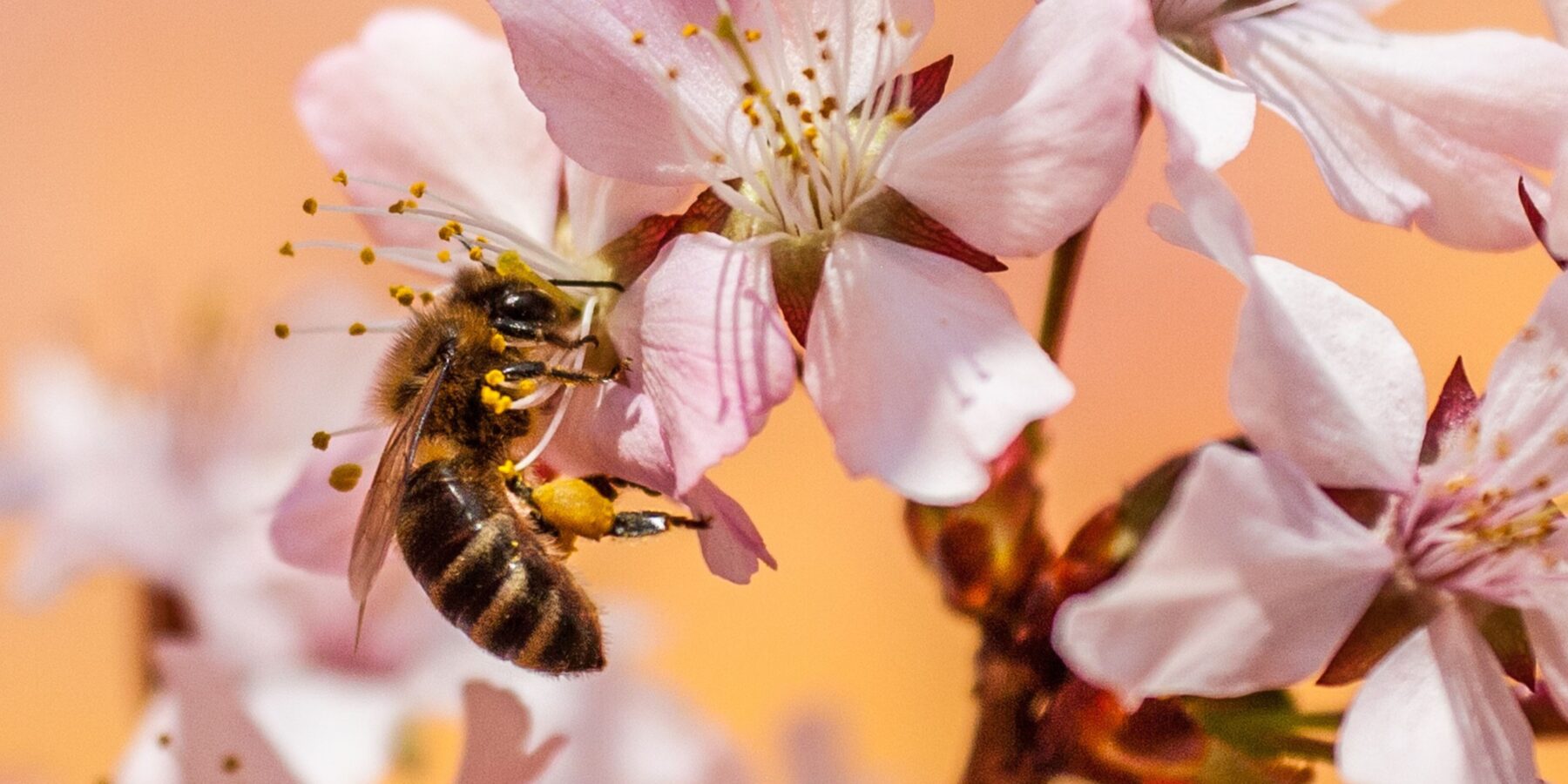 Українська степова бджола: автохтонна гордість проти «емігрантів» з Європи