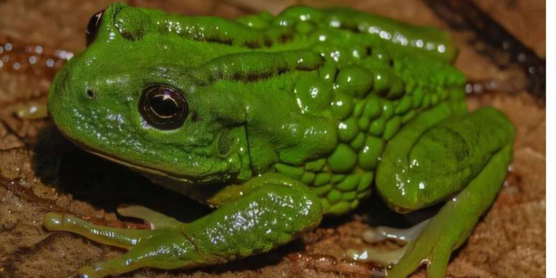 У Перу відкрили новий вид мініатюрної сумчастої жаби