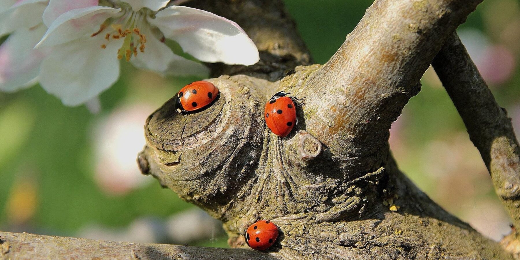 Сонечка: користь для природи та ризики для дітей і дорослих