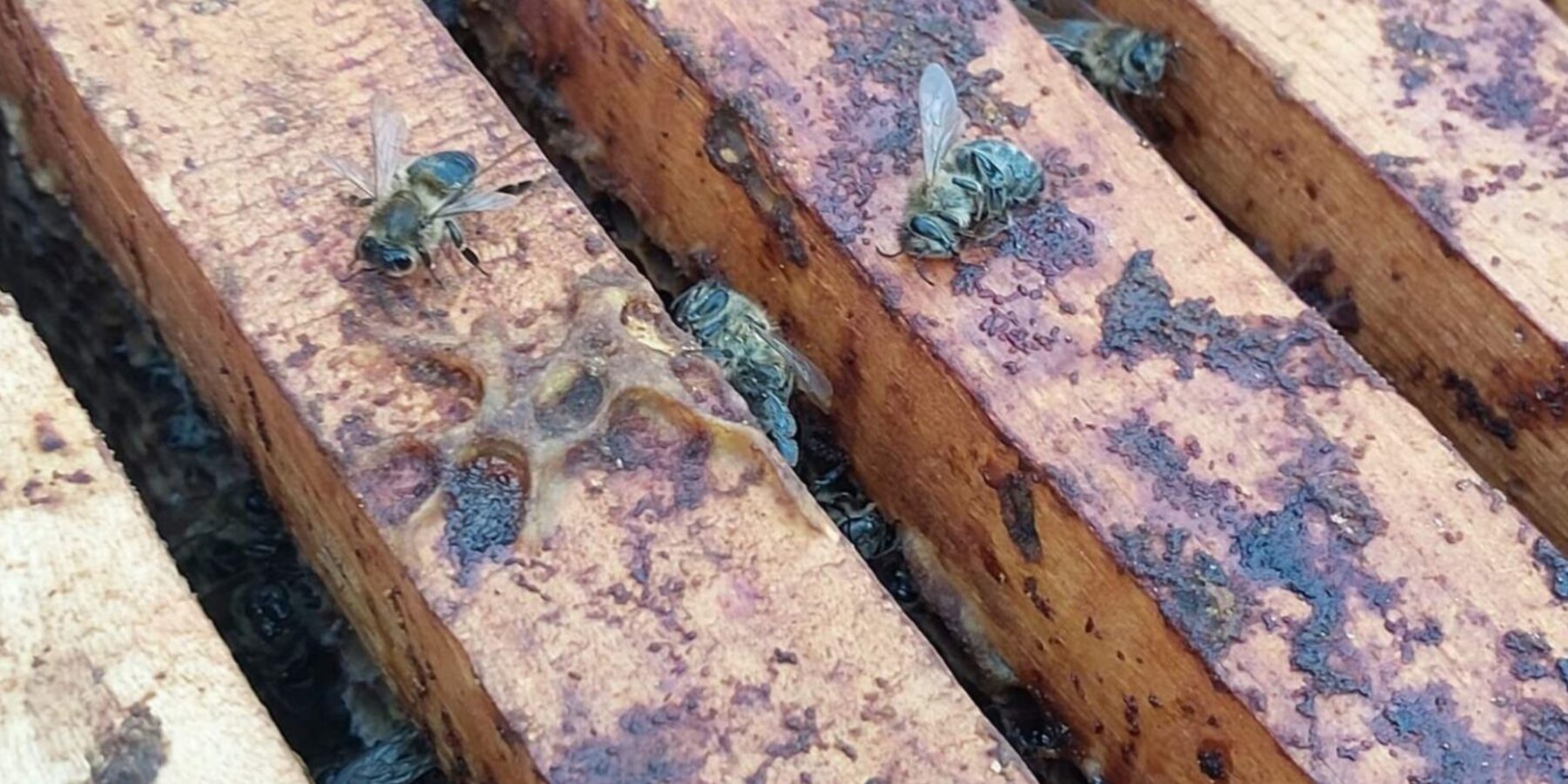 Нозематоз у бджіл: як захистити пасіку навесні