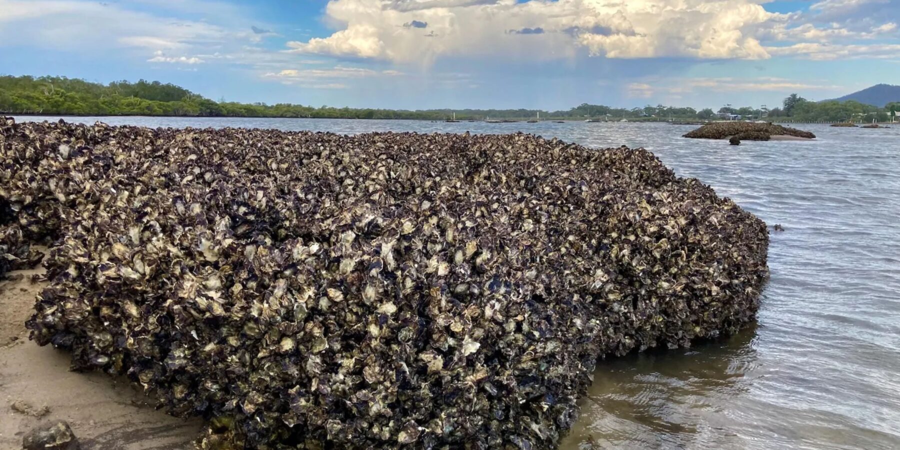 Відновлення устрицевих рифів: наука відкрила ключ до майбутнього океанів