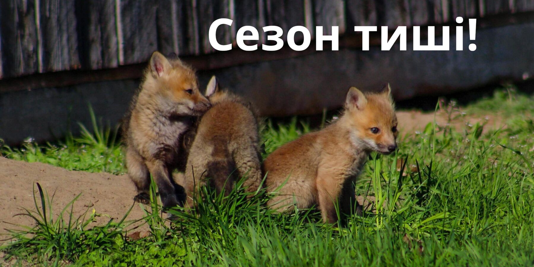 Фахівці WWF-Україна наголошують «Сезон тиші» стартував — природа України вимагає мовчання