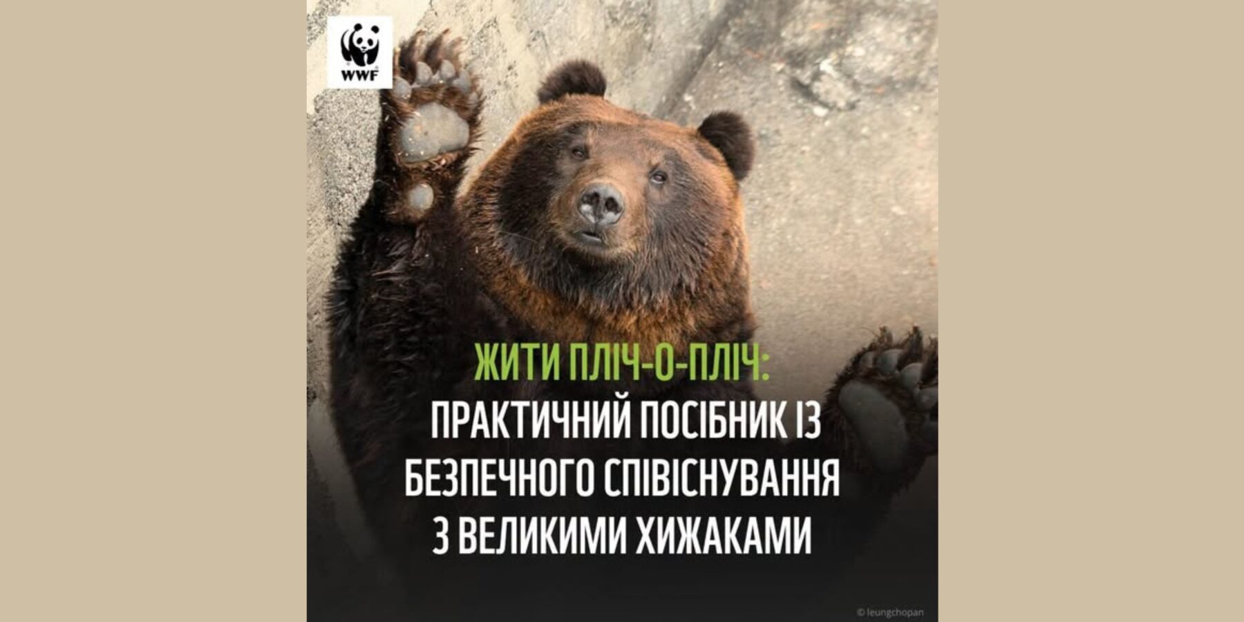 Посібник від WWF-Україна: як безпечно співіснувати з великими хижаками Карпат